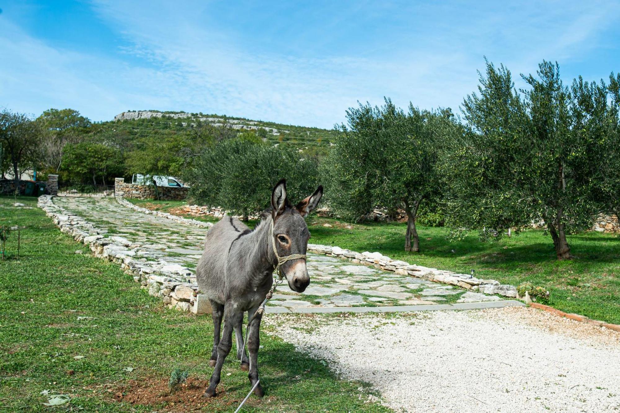 Dalmatian Country House Irena Bruska Exterior photo