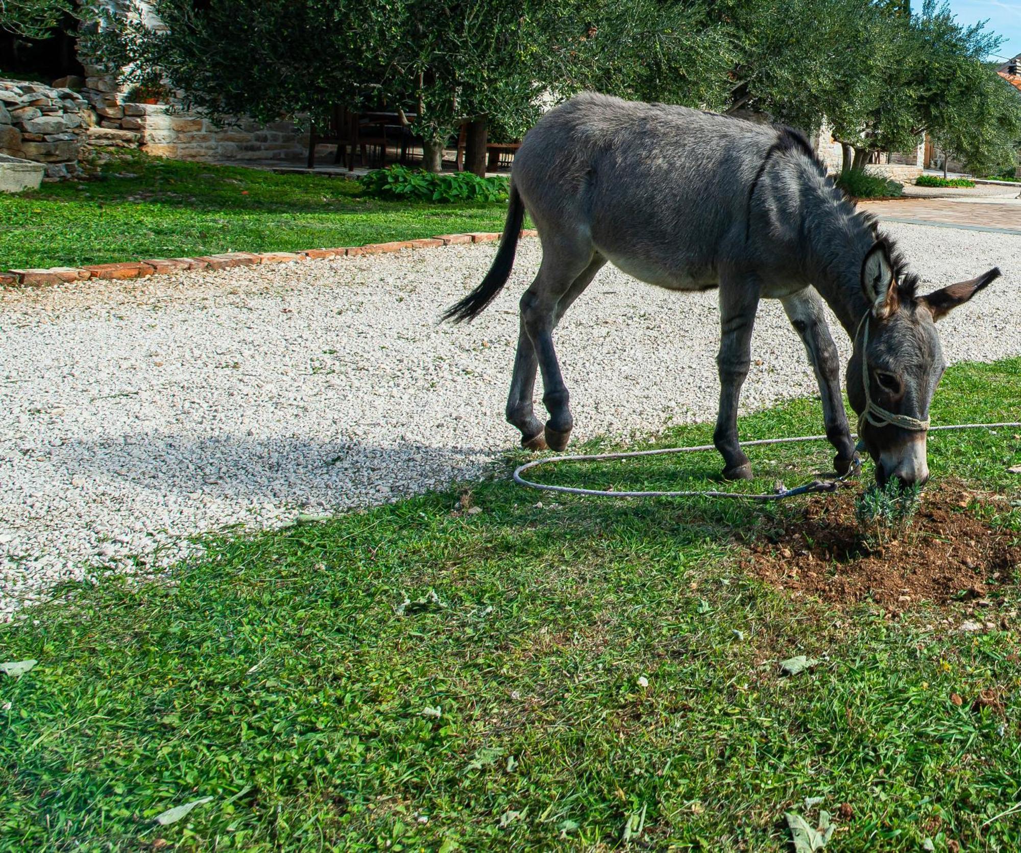 Dalmatian Country House Irena Bruska Exterior photo